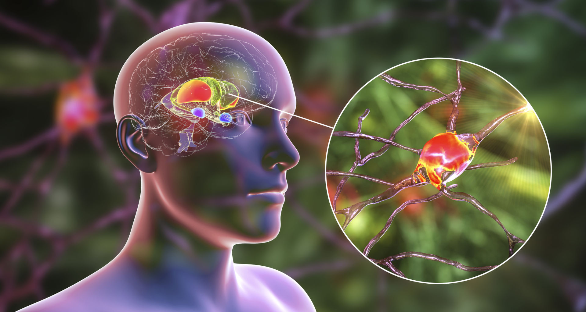 Cerveau humain et striatum